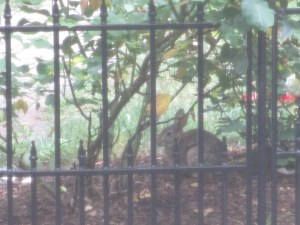 The brainy bunny bides his time before braving the birdfeeder brouhaha.