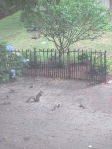 Squirrel gives a speech to Birdy Bunch, while chipmunk munches away. 