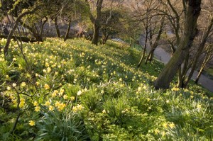 W naturalized_daffodils