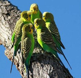 parakeets