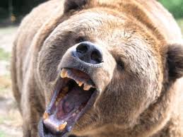 growling bear
