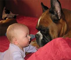 baby and boxer