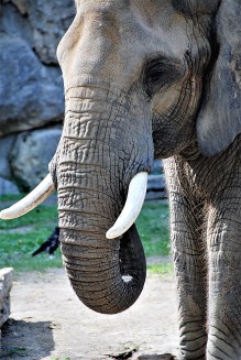 elephant-2070625_1920